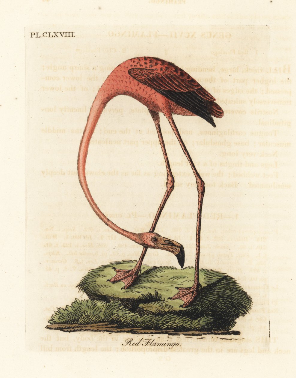 Großer Flamingo, Phoenicopterus roseus, oder Amerikanischer Flamingo, Phoenicopterus ruber (Roter Flamingo, Phaenicopterus ruber). Handkolorierte Kupferplatte gezeichnet und graviert von John Latham aus seiner eigenen A General History of Birds, Winchester von John Latham