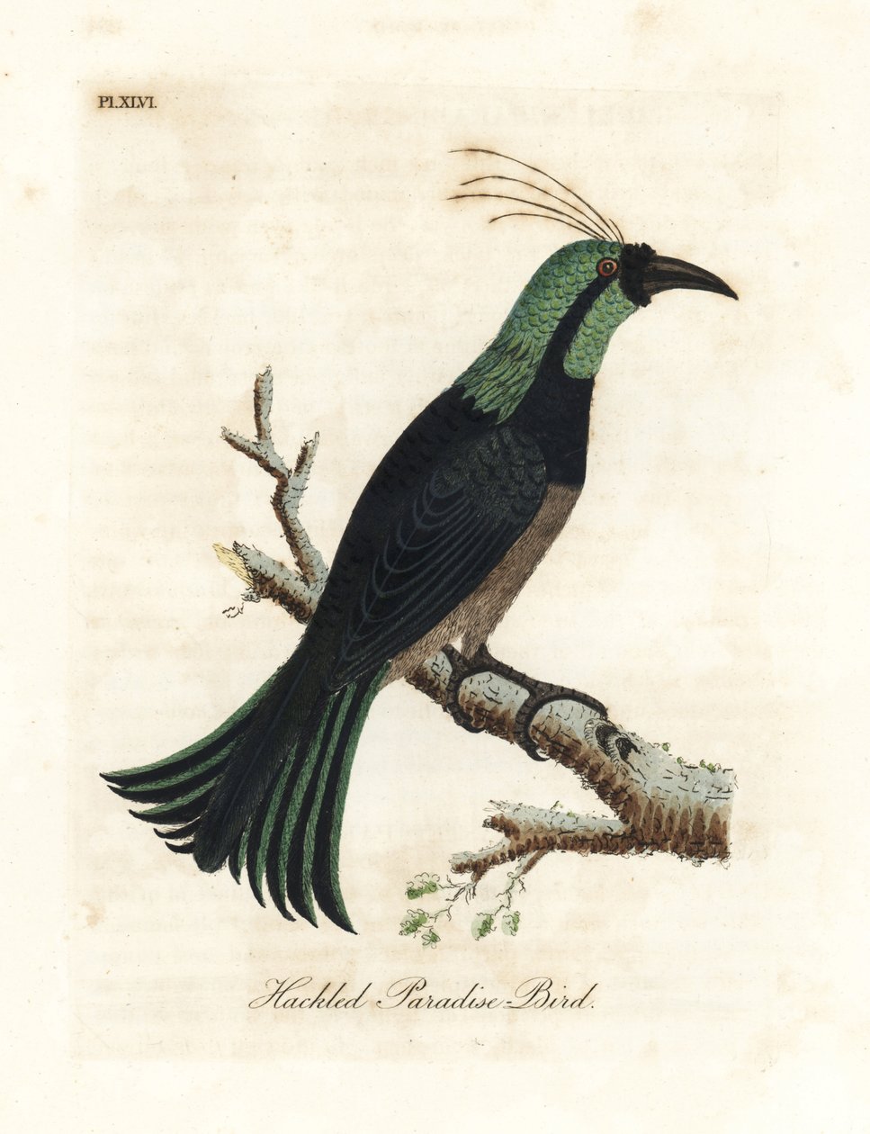 Gefranster Paradiesvogel, möglicherweise eine Hybride oder ausgestorbene Art. Handkolorierte Kupferstichzeichnung und -gravur von John Latham aus seiner eigenen A General History of Birds, Winchester von John Latham
