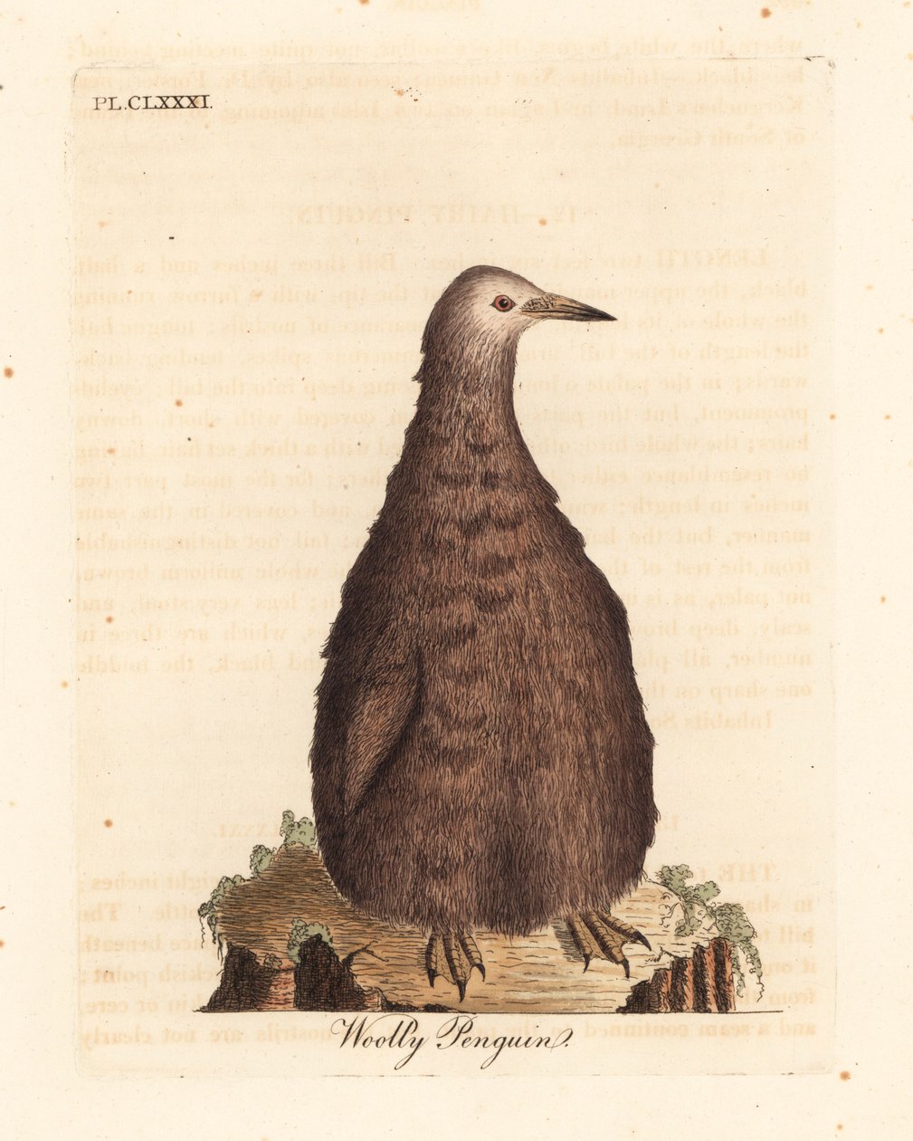 Königspinguin, Aptenodytes patagonicus, Jungtier (Wollpinguin). Handkolorierte Kupferplatte gezeichnet und graviert von John Latham aus seiner eigenen A General History of Birds, Winchester von John Latham
