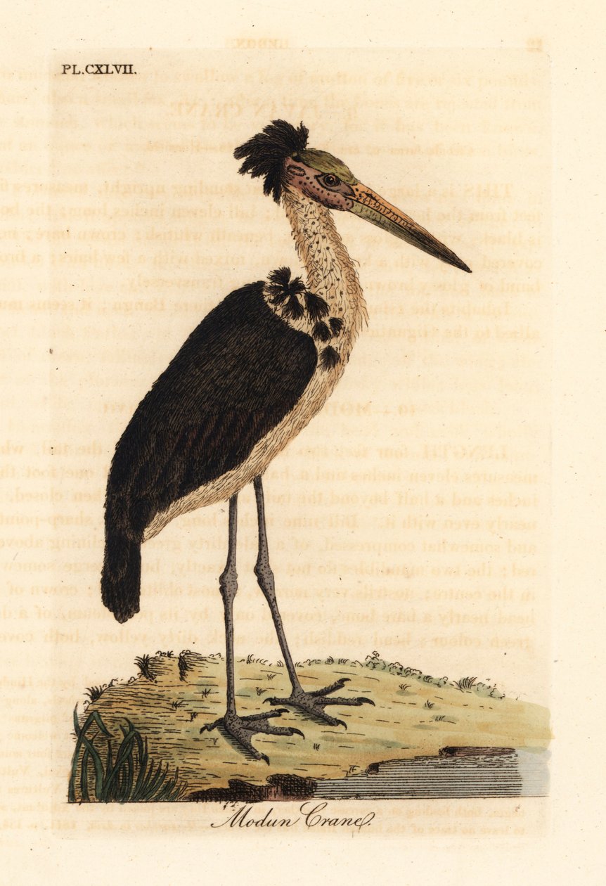 Kleiner Adjutant, Leptoptilos javanicus. Gefährdet. (Modun-Schädel.) Handkolorierter Kupferstich gezeichnet und graviert von John Latham aus seiner eigenen 