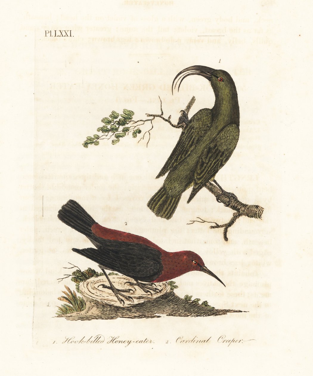 Kleiner Akialoa, Hemignathus obscurus (ausgestorben) und Kardinal-Myzomela, Myzomela cardinalis. (Hakenschnabel-Honigfresser, Certhia obscura, heimisch auf Hawaii, und Kardinal-Honigfresser, Certhia cardinalis, heimisch auf Tanna, Vanuatu.) Handkolorierte  von John Latham