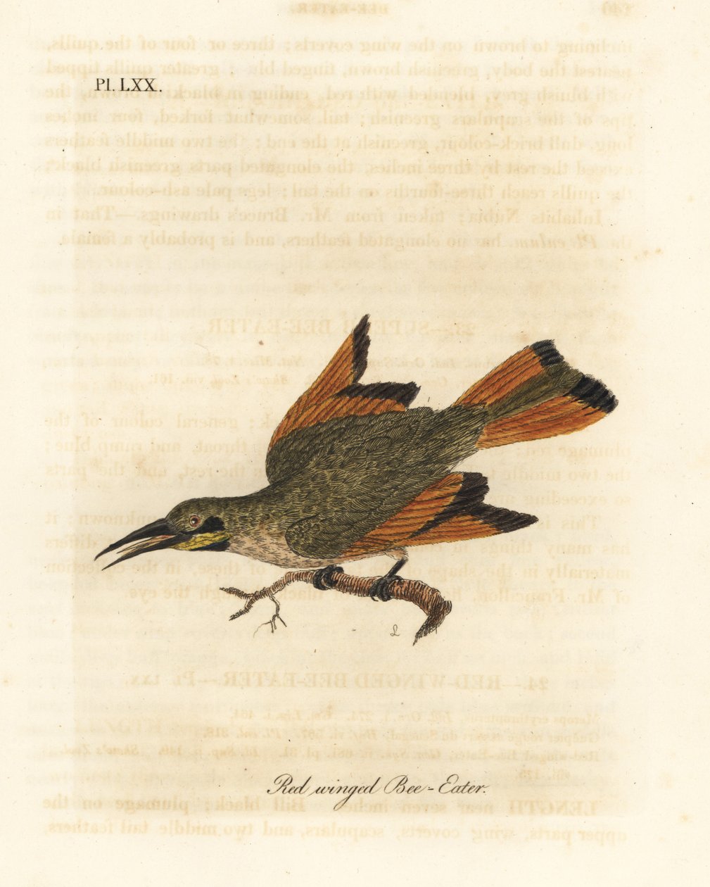 Kleiner Bienenfresser, Merops pusillus (Rotflügel-Bienenfresser, Merops erythropterus). Afrika. Handkolorierte Kupferplatte gezeichnet und graviert von John Latham aus seiner eigenen A General History of Birds, Winchester von John Latham