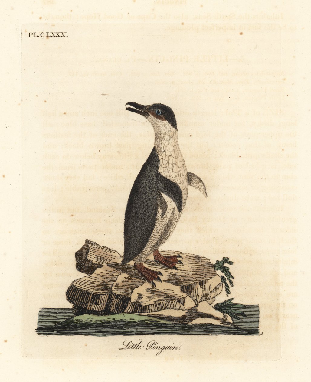 Zwergpinguin, Eudyptula minor, oder Weißflügelpinguin, Eudyptula minor albosignata. Handkolorierte Kupferstichzeichnung und -gravur von John Latham aus seinem eigenen A General History of Birds, Winchester von John Latham