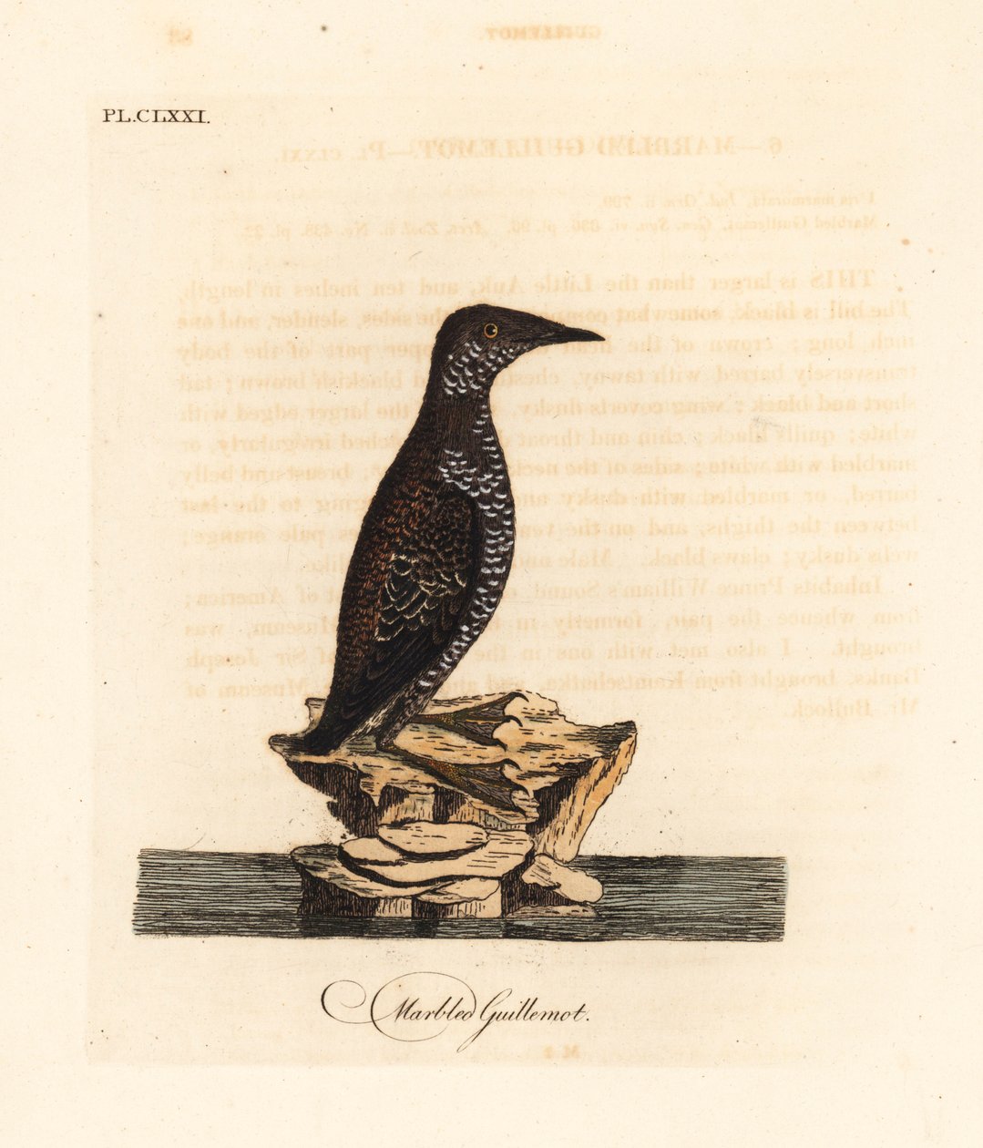 Marmoralk, Brachyramphus marmoratus. Gefährdet. (Marmoralk, Uria marmorata.) Handkolorierte Kupferplatte gezeichnet und graviert von John Latham aus seiner eigenen A General History of Birds, Winchester von John Latham