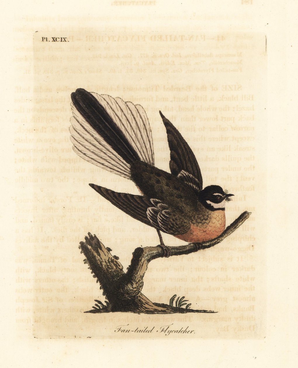 Neuseeland Fächerschwanz, Rhipidura fuliginosa (Fächerschwanz-Fliegenschnäpper). Handkolorierte Kupferplatte gezeichnet und graviert von John Latham aus seiner eigenen 