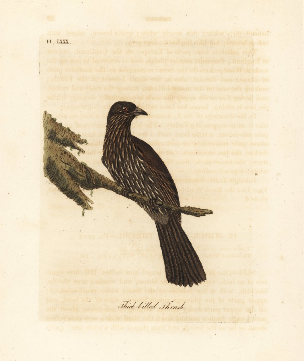 Neuseeland Südinsel Piopio, Turnagra capensis. Ausgestorben. (Dickschabeldrossel, Turdus crassirostris.) Handkolorierte Kupferplatte gezeichnet und graviert von John Latham aus seiner eigenen 