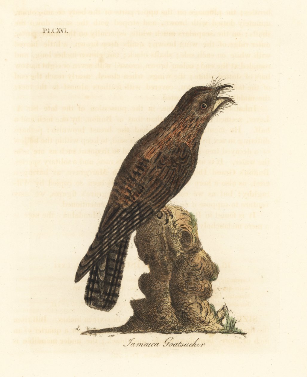 Jamaika-Potoo, Nyctibius jamaicensis. Handkolorierte Kupferstichzeichnung und -gravur von John Latham aus seinem eigenen A General History of Birds, Winchester von John Latham