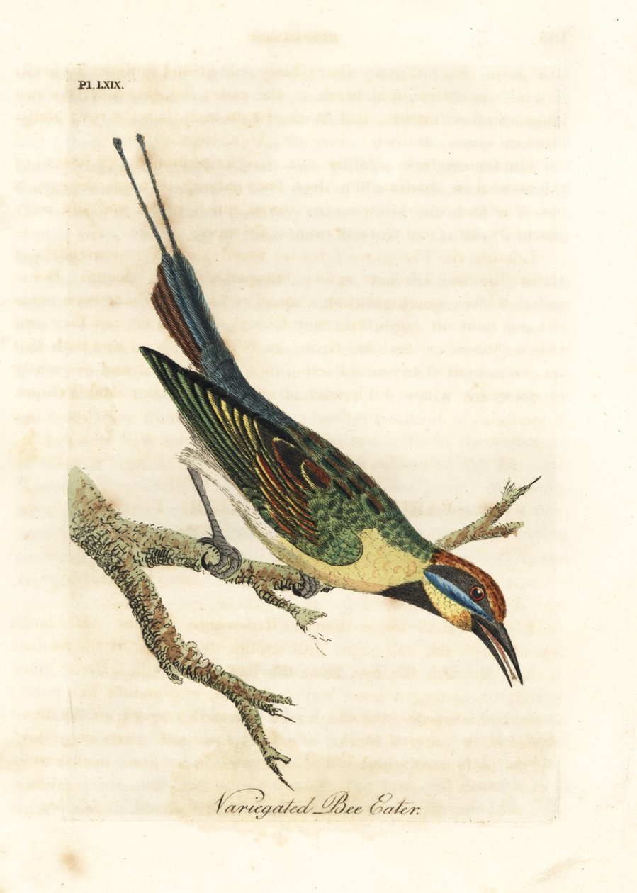 Regenbogen-Bienenfresser, Merops ornatus (Variegated Bienenfresser). Australien. Handkolorierte Kupferplatte, gezeichnet und graviert von John Latham aus seiner eigenen A General History of Birds, Winchester von John Latham