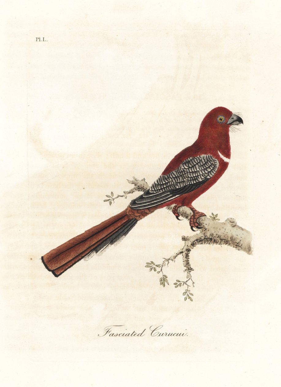 Rotkopf-Trogon, Harpactes erythrocephalus. Handkolorierte Kupferplatte gezeichnet und graviert von John Latham aus seiner eigenen 