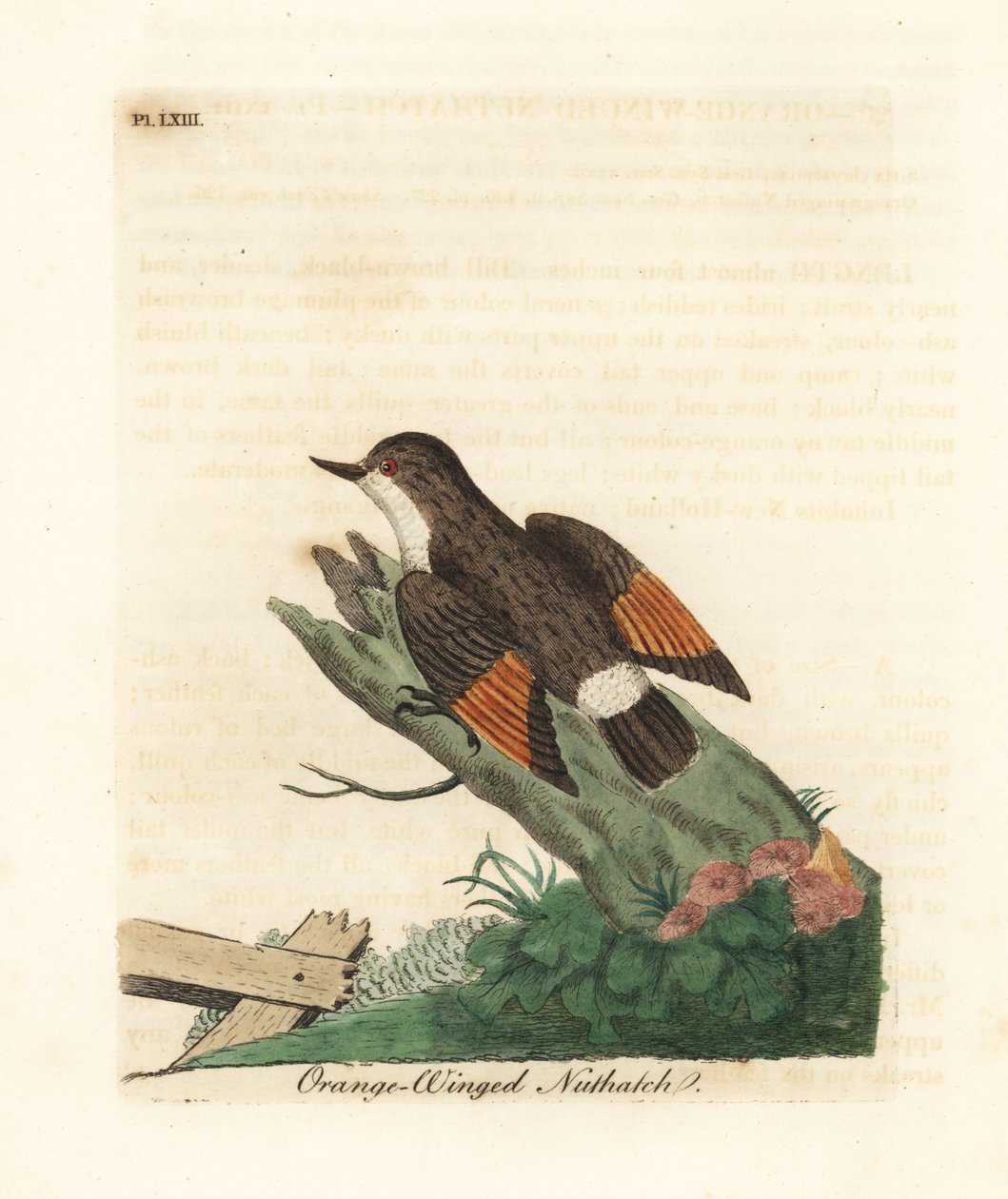 Verschiedene Sittella, Daphoenositta chrysoptera (Orange-winged Kleiber, Sitta chrysoptera). Handkolorierte Kupferplatte, gezeichnet und graviert von John Latham aus seiner eigenen A General History of Birds, Winchester von John Latham