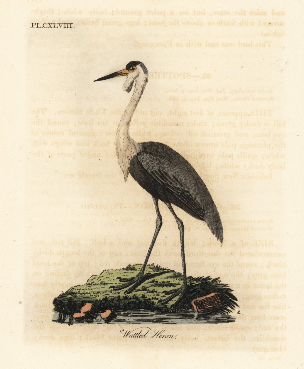 Wattled Crane, Bugeranus carunculatus. Gefährdet. (Wattled Heron, Ardea carunculata.) Handkolorierter Kupferstich gezeichnet und graviert von John Latham aus seiner eigenen 