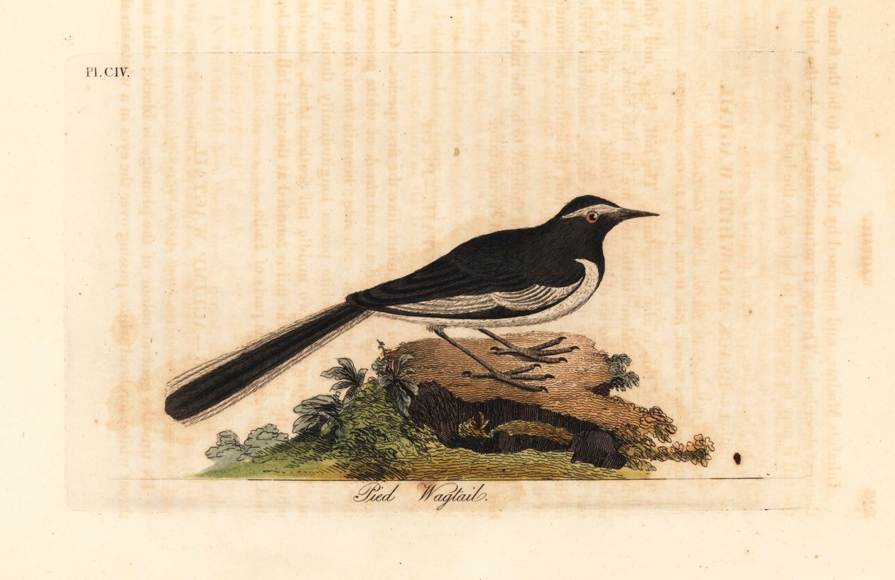 Weißbrauenbachstelze, Motacilla maderaspatensis. (Fußbachstelze von Indien) von John Latham