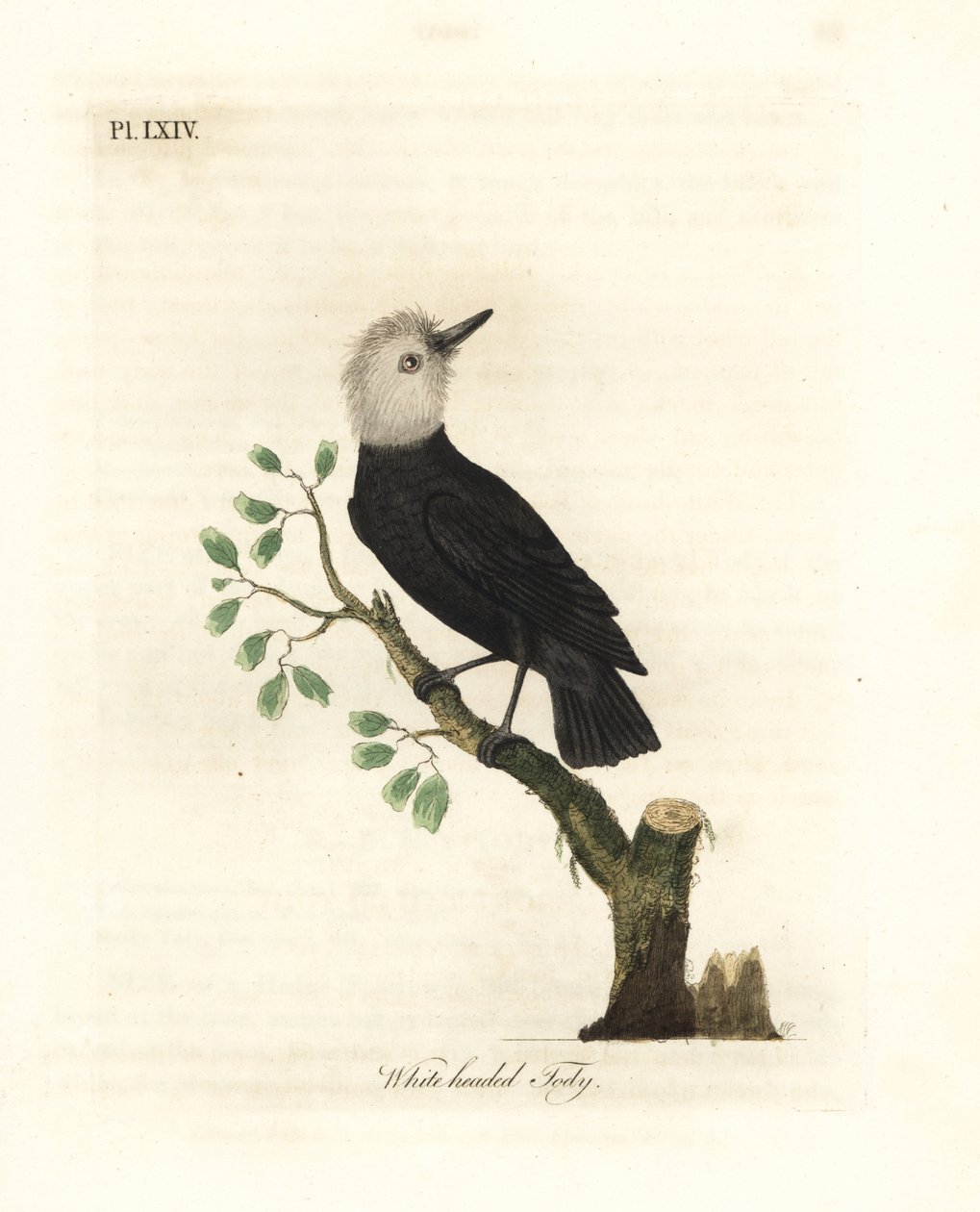 Weißkopf-Marschtyrant, Arundinicola leucocephala (Weißkopf-Tody, Todus leucocephalus). Handkolorierte Kupferplatte, gezeichnet und graviert von John Latham aus seiner eigenen A General History of Birds, Winchester von John Latham