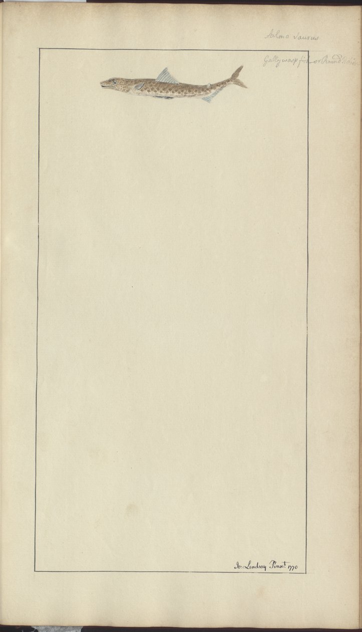 Lindsay Zeichnungen Vol. VII, 23 von John Lindsay