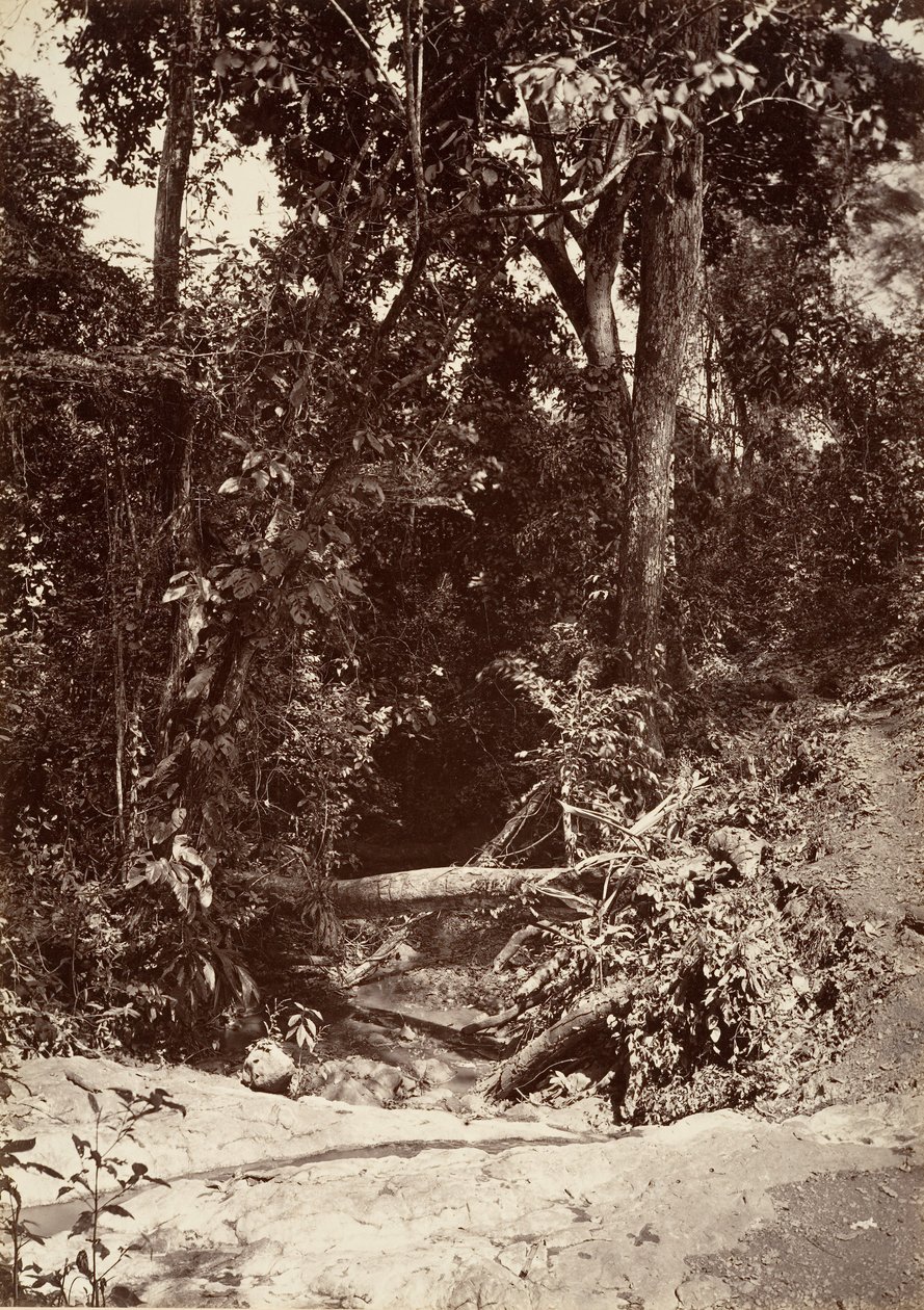 Tropische Landschaft, Der Bach El Bano, Chipigana, 1871 von John Moran
