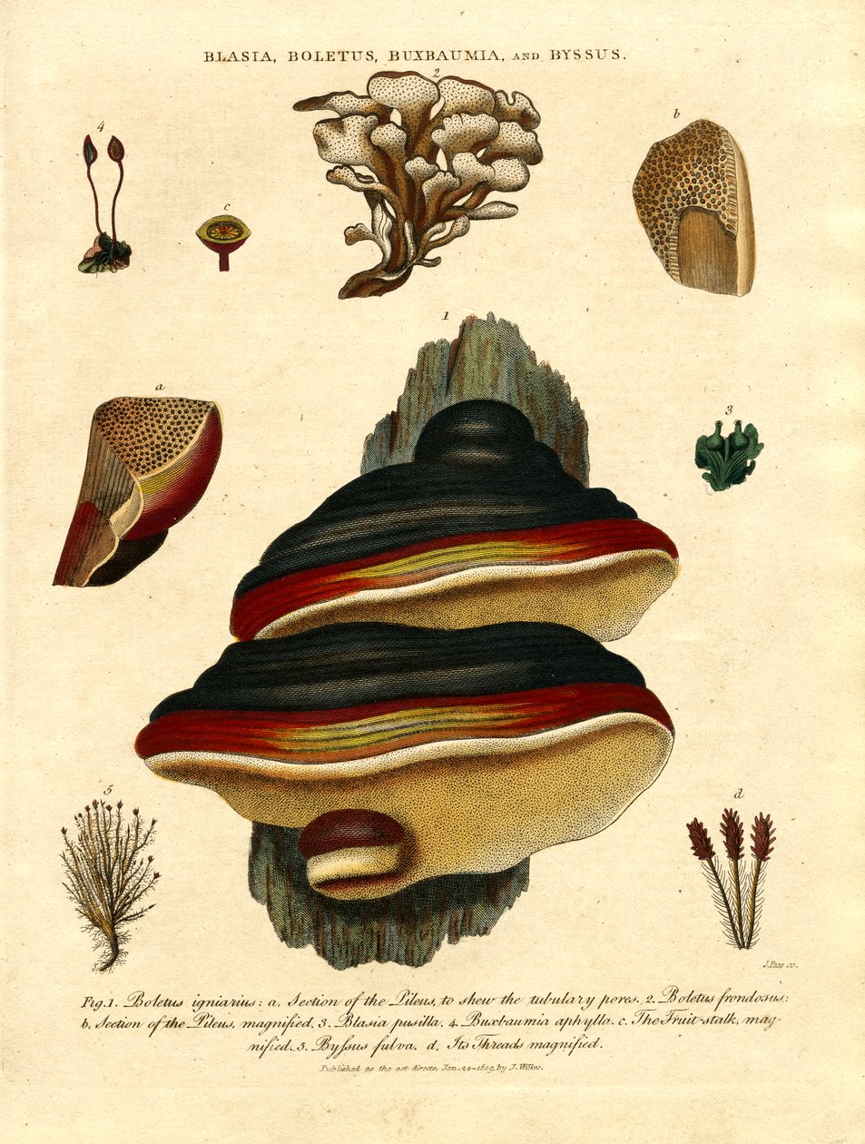 Blasia; Boletus; Buxbaumia; und Byssus von John Pass