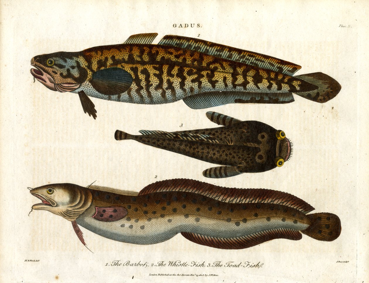 Quappe; Wittling und Krötenfisch von John Pass