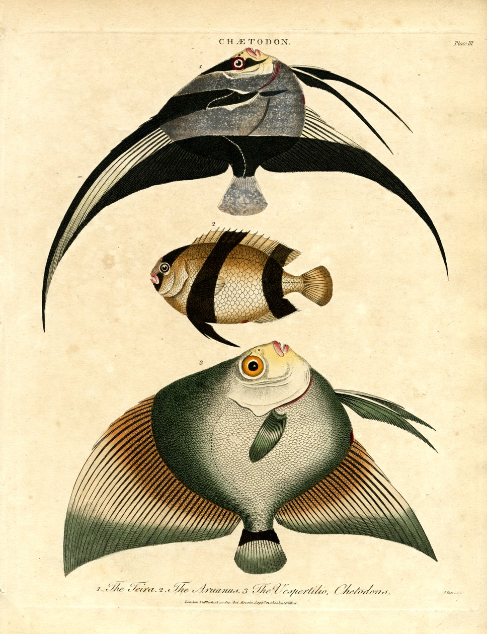 Butterfisch: Freira; Acuauna und Vespertilio von John Pass