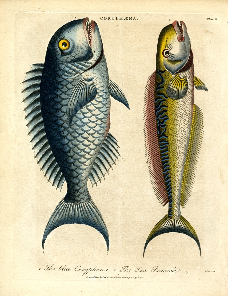 Coryphäna – Goldmakrelen von John Pass