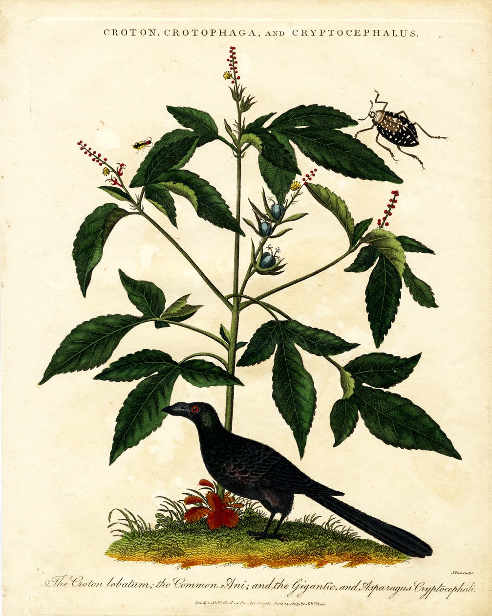 Croton; Crotophaga; und Cryptocephalus von John Pass