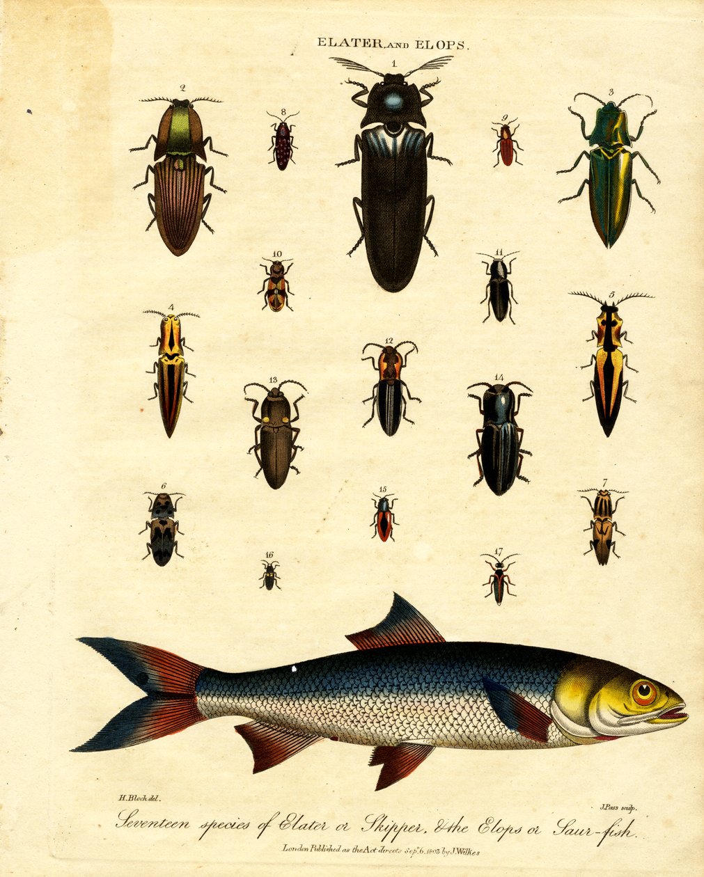 Elater und Elops: Siebzehn Arten von Elater oder Skipper und der Elops oder Saurfisch von John Pass