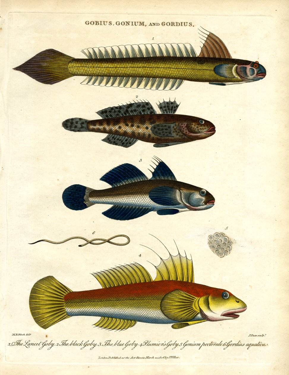 Gobius; Gonium und Gordius: Grundeln und Haarwurm von John Pass