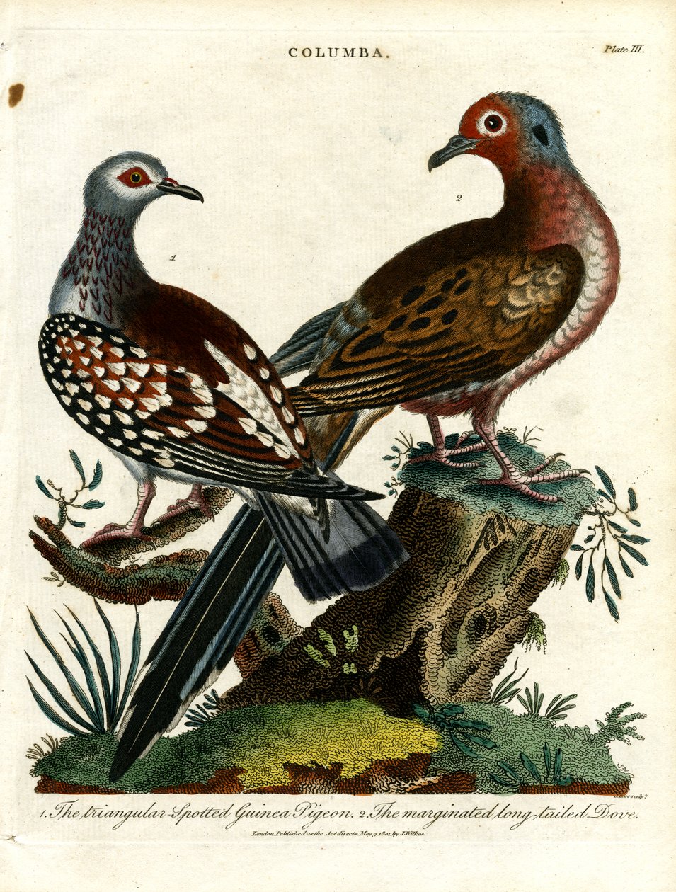 Guineatauben und Taube (Columba) von John Pass