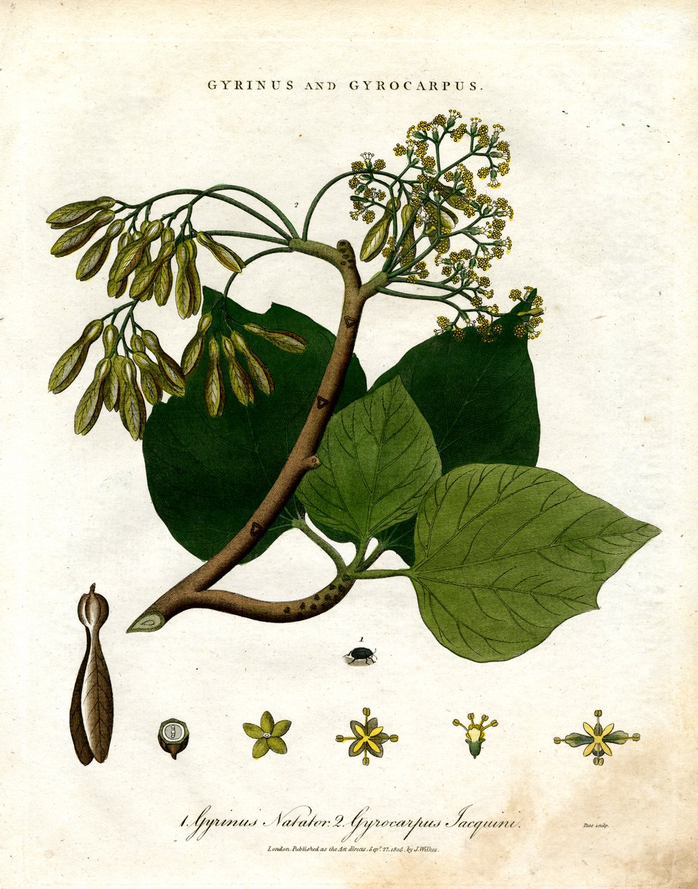Gyrinus und Gyrocarpus von John Pass