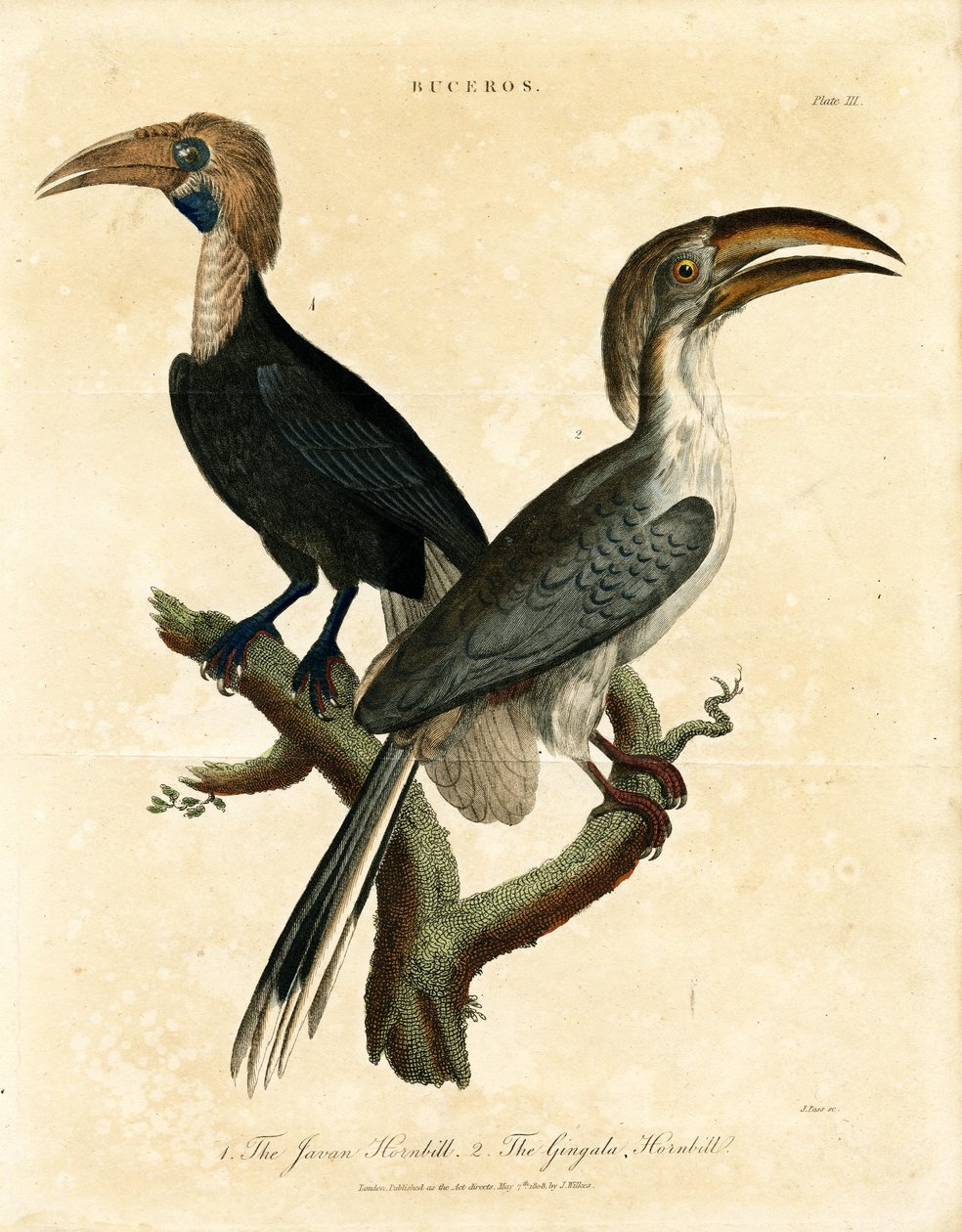 Javanischer Hornvogel und Gingala-Hornvogel (Buceros) von John Pass