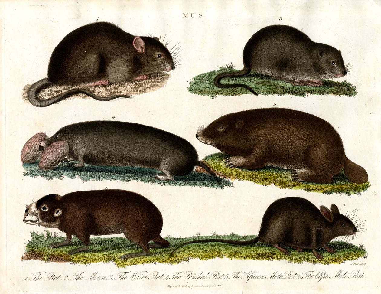 Mus: Illustration verschiedener Nagetiere der Gattung Mus von John Pass