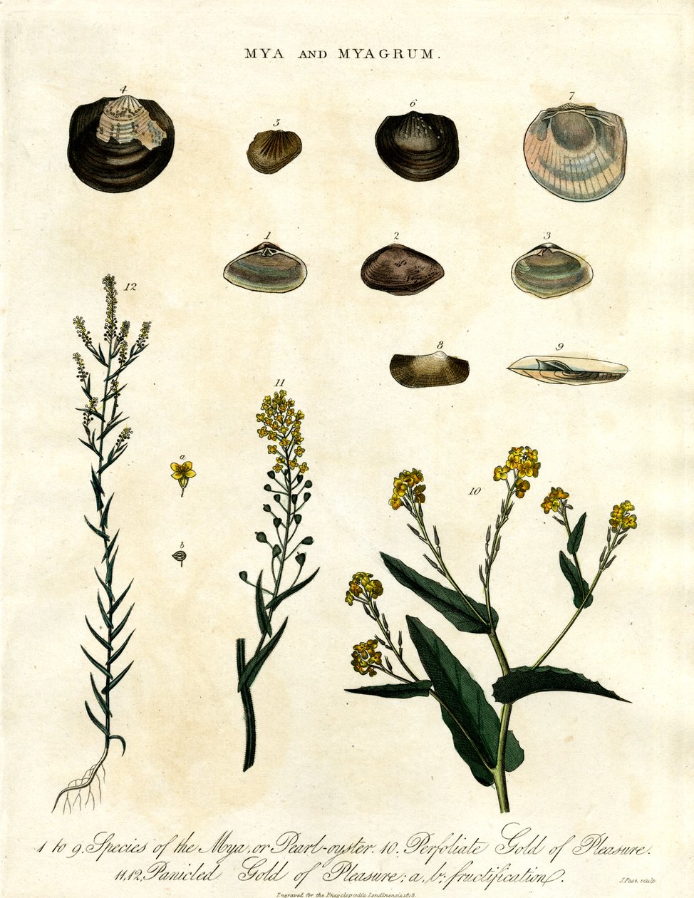 Mya und Myagrum von John Pass