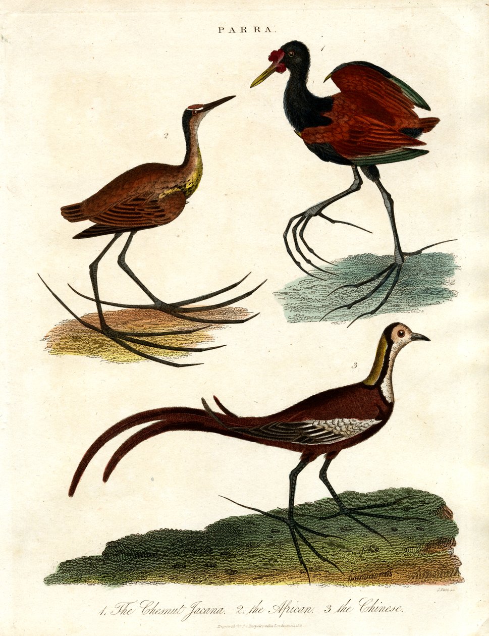 Parra-Arten (Jacanas) von John Pass