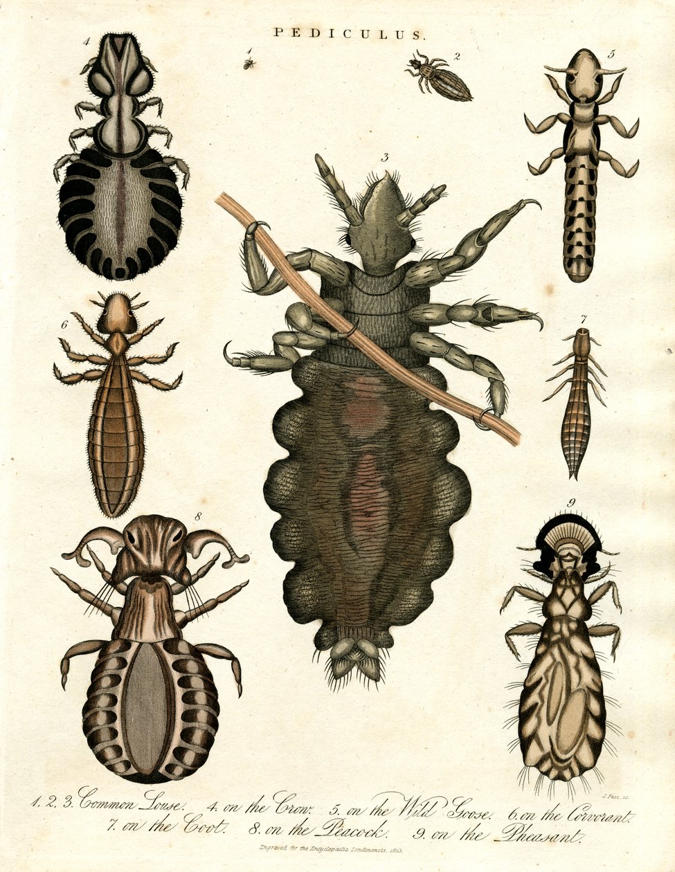 Pediculus - Verschiedene Arten von Läusen von John Pass