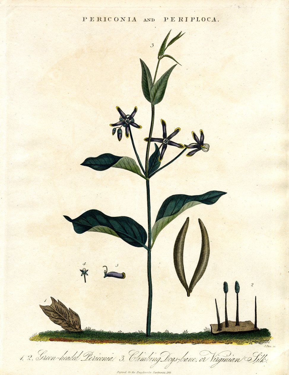 Periconia und Periploca von John Pass