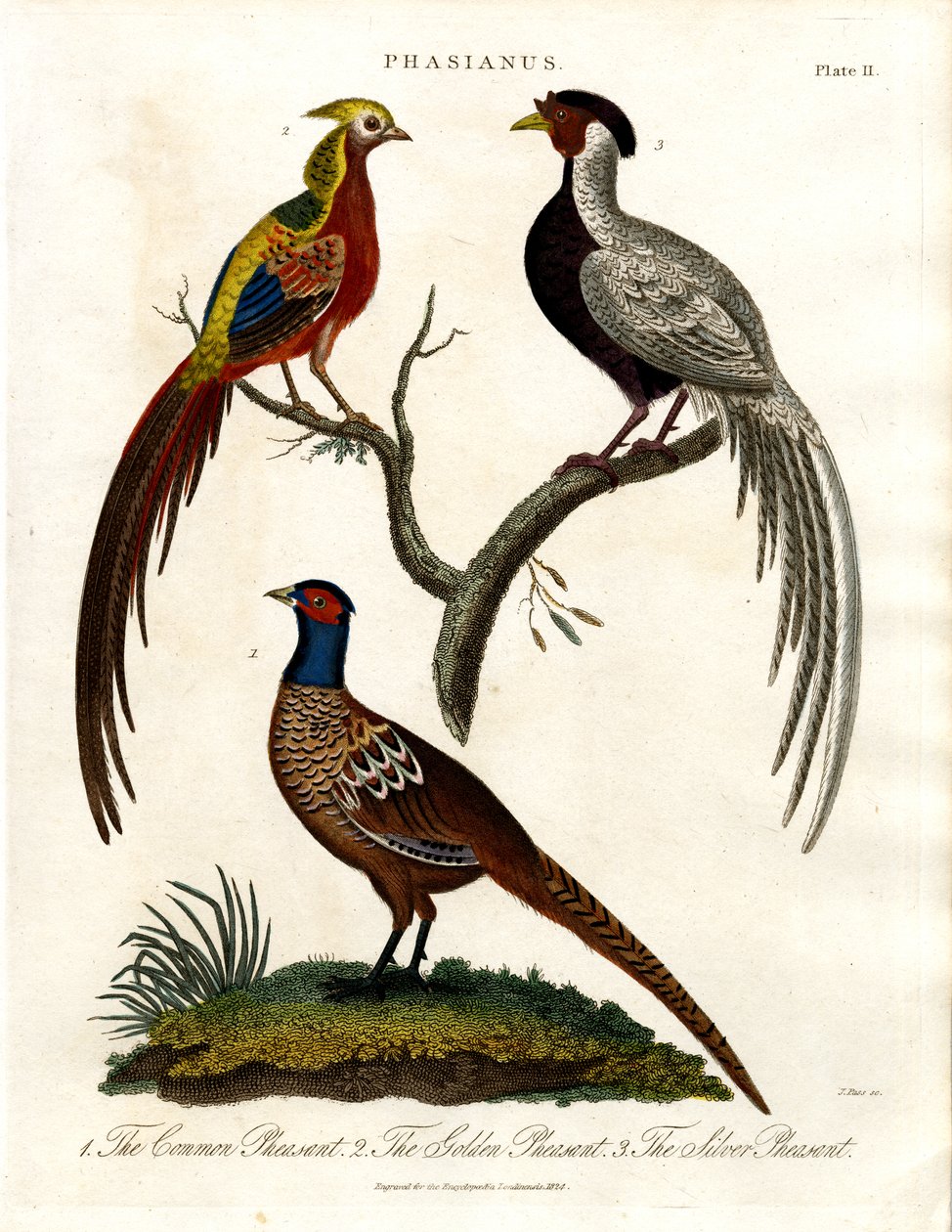Phasianus - Fasanenarten von John Pass
