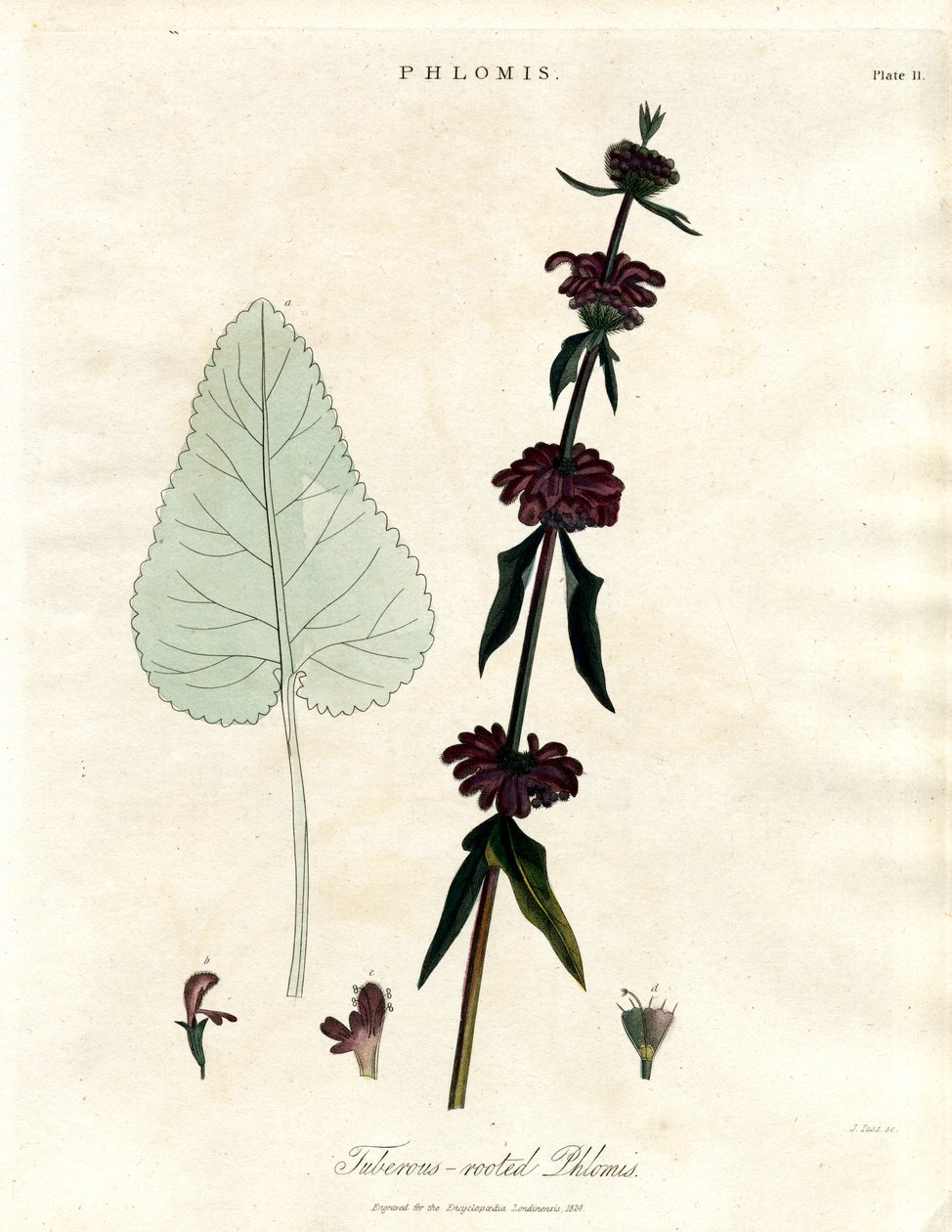 Phlomis: Knolliger Jerusalem-Salbei von John Pass