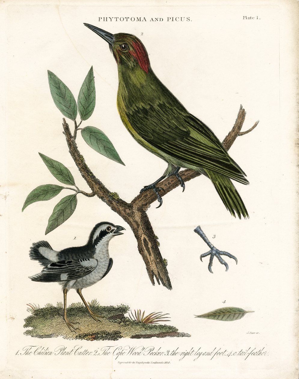 Phytotoma und Specht mit anatomischen Details von John Pass