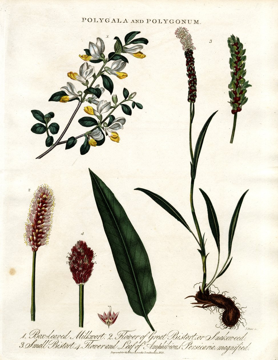 Polygala und Polygonum von John Pass