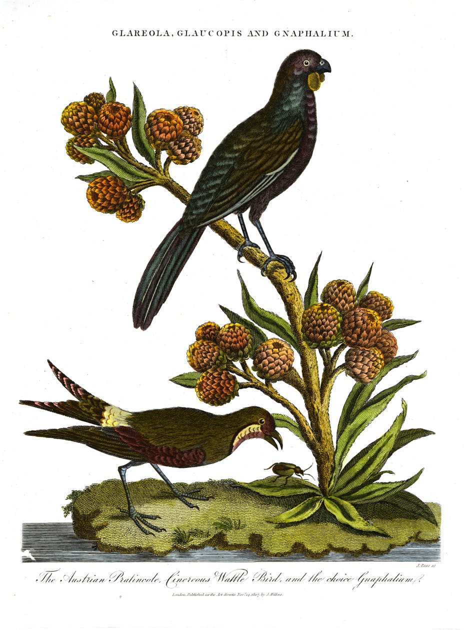 Pratincole; Glaucopis und Gnaphalium: Österreichische Pratincole; Aschgrauer Wattle Bird und ausgewähltes Gnaphalium von John Pass