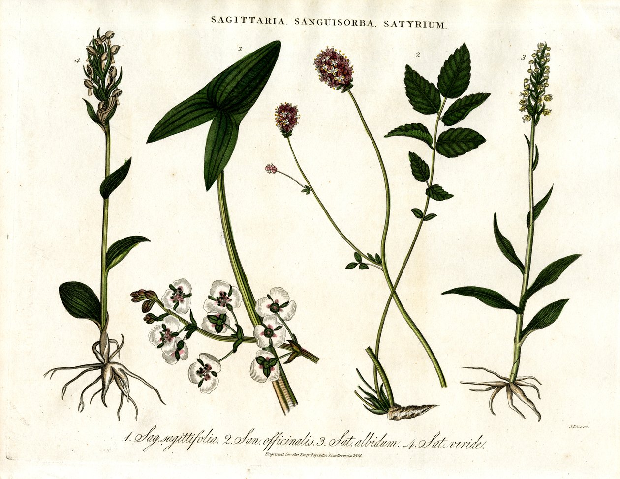 Sagittaria; Sanguisorba und Satyrium: Botanische Darstellung verschiedener Pflanzenarten von John Pass
