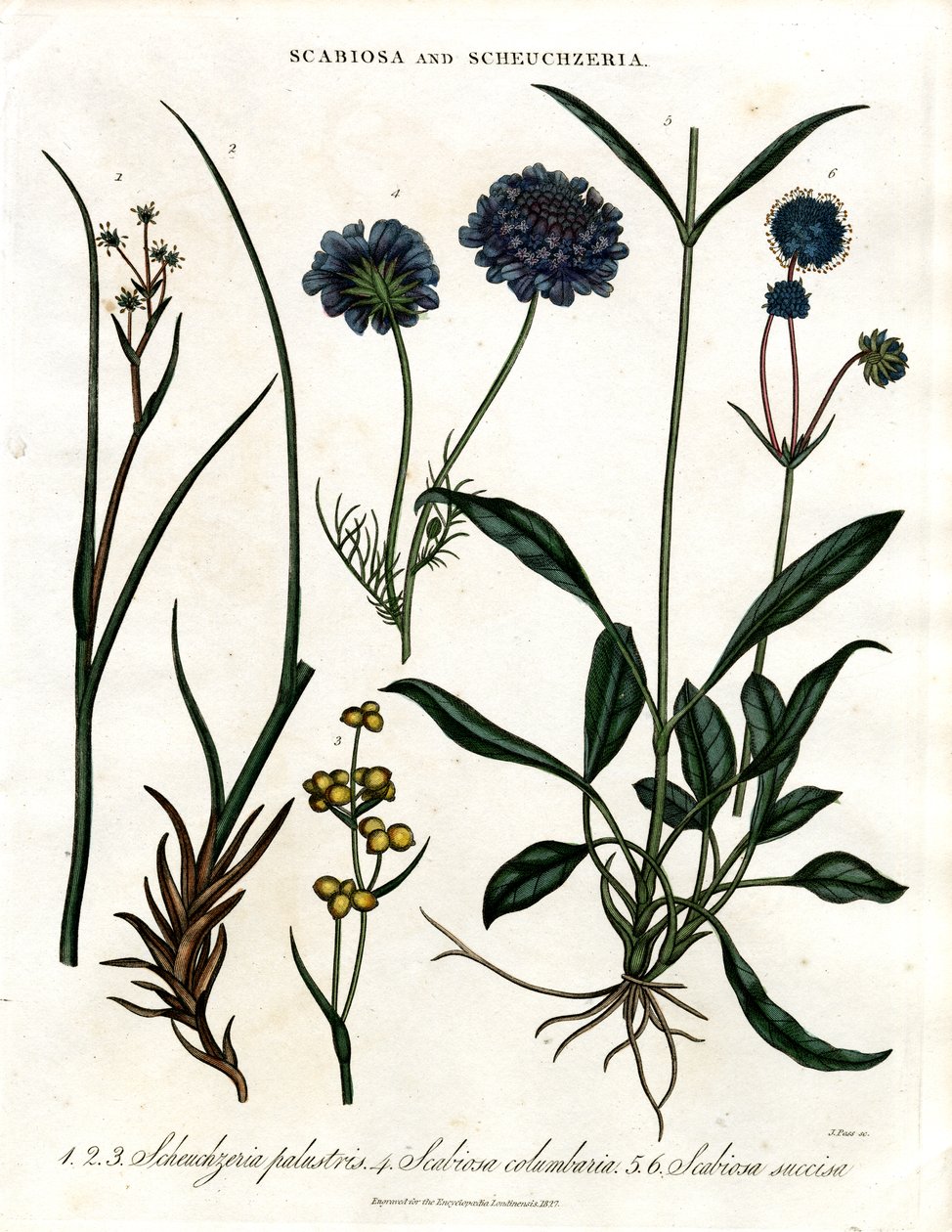 Scabiosa und Scheuchzeria von John Pass