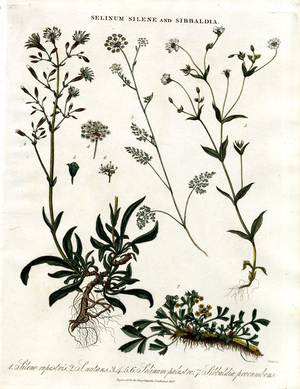 Selinum;Silene und Sibbaldia von John Pass