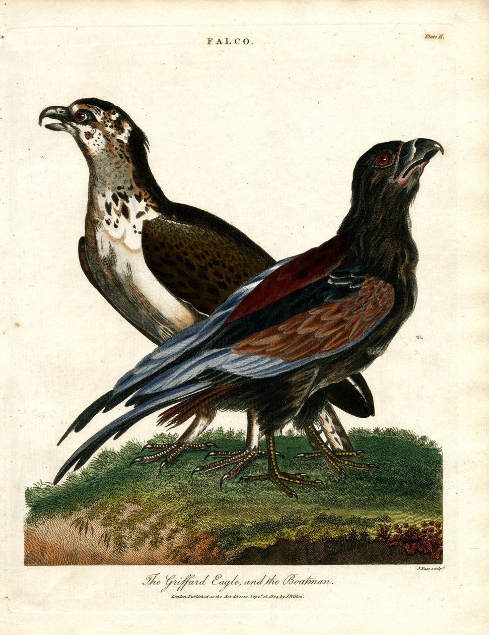 Der Griffard-Adler und der Bootsmann von John Pass