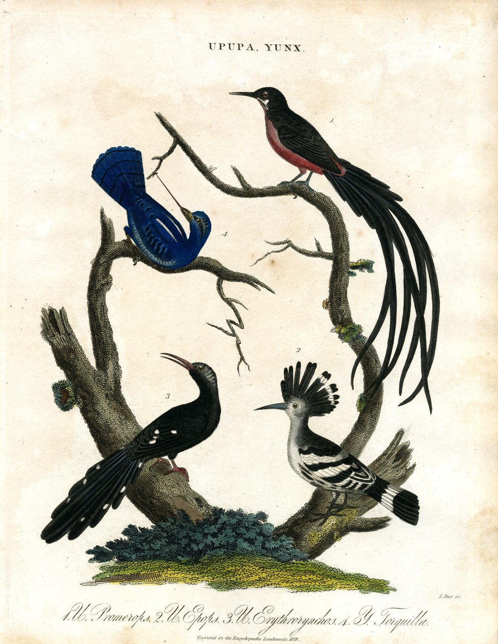 Upupa und Yunx (Wiedehopf und Wendehals) von John Pass
