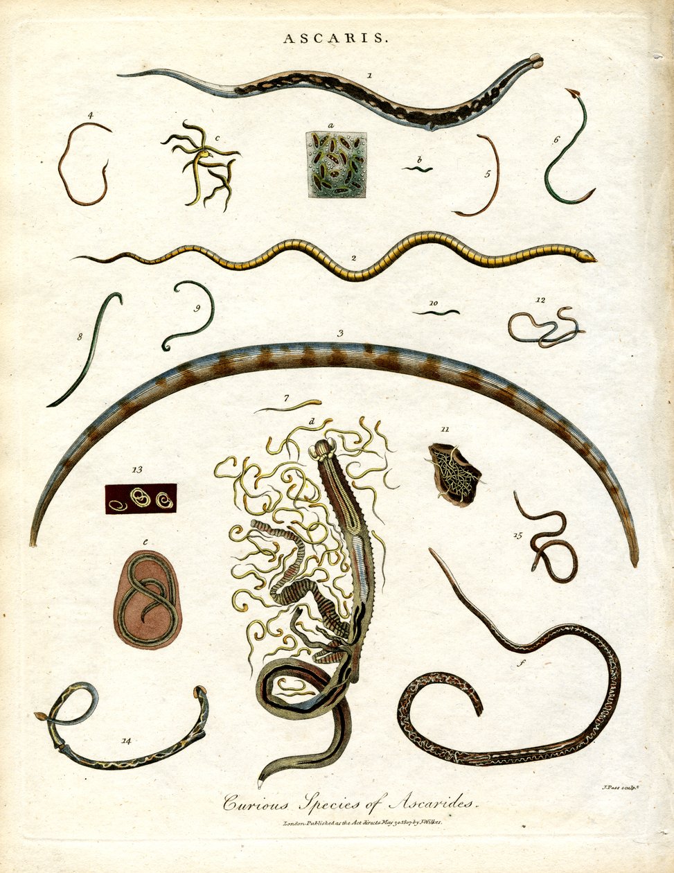 Verschiedene Arten von Askariden von John Pass