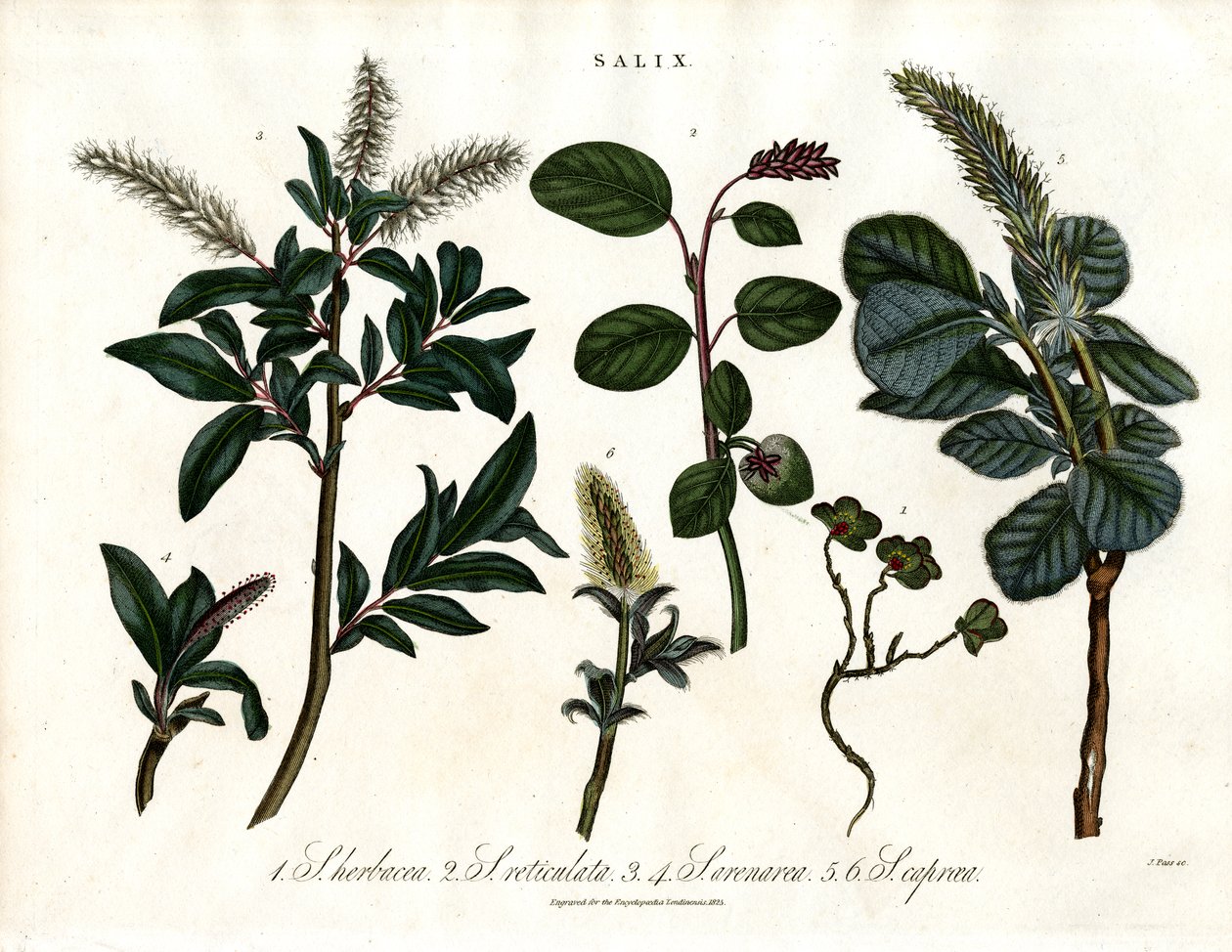 Verschiedene Weidenarten (Salix) von John Pass
