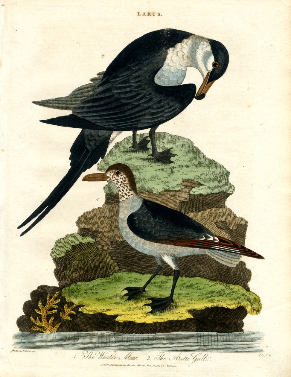 Wintermöwe und Arktische Möwe von John Pass