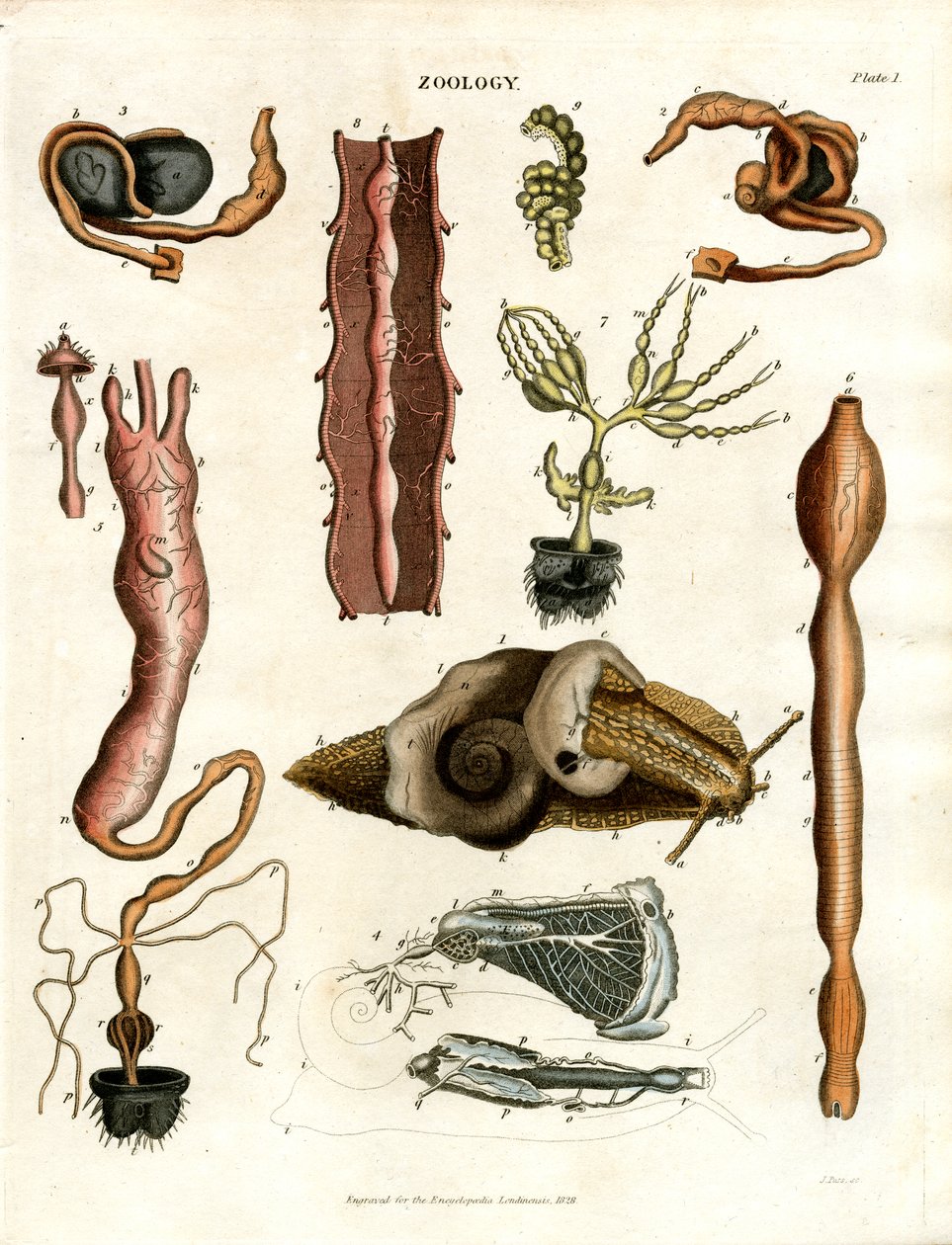 Zoologie Tafel I: Anatomische Illustrationen verschiedener Tiere von John Pass