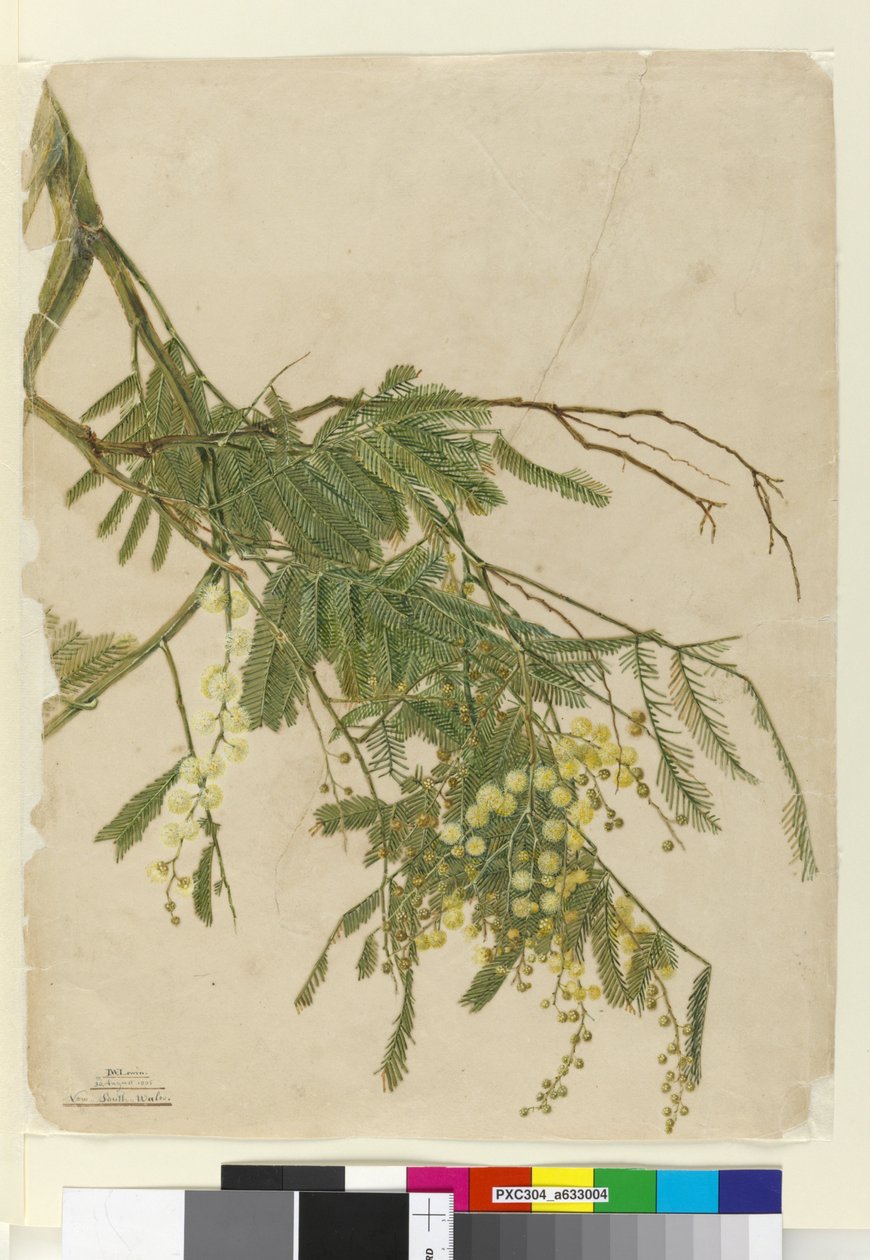 Akazie, 1805 von John William Lewin