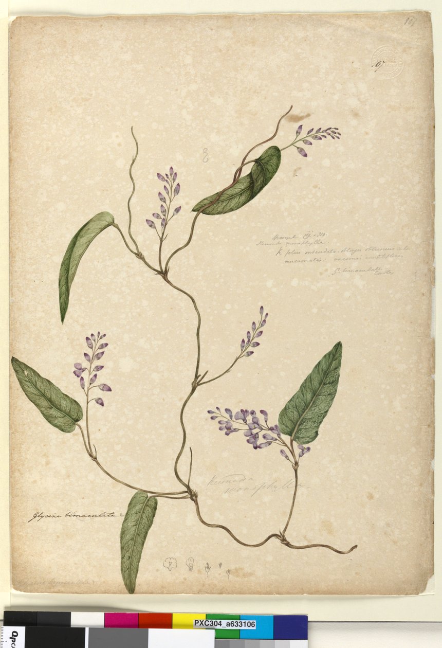 Seite 107. Glycine bimaculata von John William Lewin